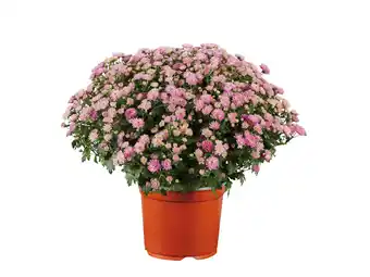 Lidl Bolchrysant aanbieding