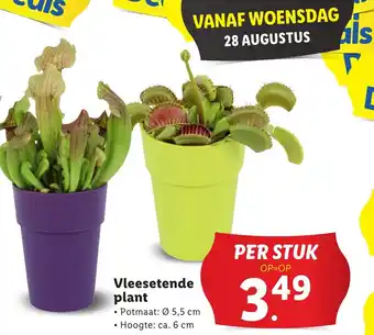Lidl Vleesetende plant aanbieding