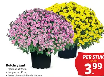 Lidl Bolchrysant aanbieding