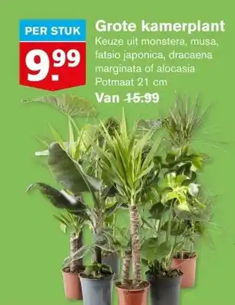 Hoogvliet Grote kamerplant aanbieding