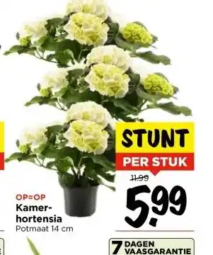 Vomar Voordeelmarkt Kamer- hortensia aanbieding