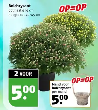 Poiesz Bolchrysant aanbieding