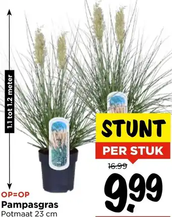 Vomar Voordeelmarkt Pampasgras aanbieding