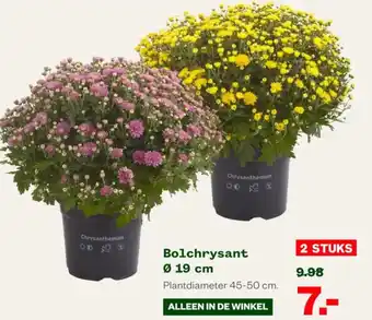Welkoop Bolchrysant aanbieding