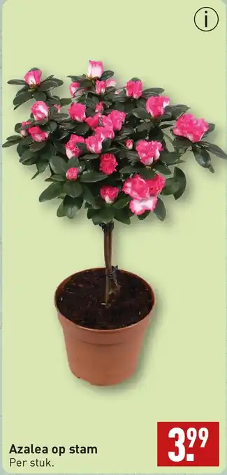 ALDI Azalea op stam aanbieding