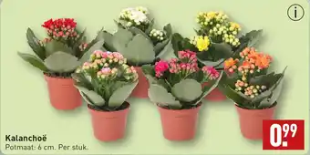 ALDI Kalanchoë aanbieding
