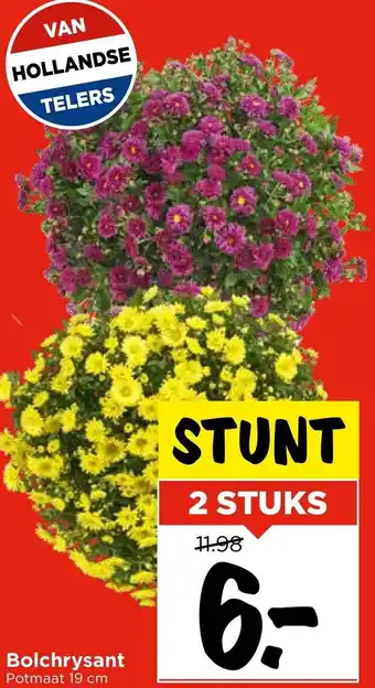 Vomar Voordeelmarkt Bolchrysant aanbieding