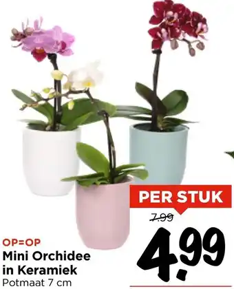 Vomar Voordeelmarkt Mini Orchidee in Keramiek aanbieding
