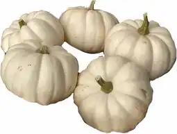 Intratuin Sierkalebas (Cucurbita 'Casperita Baby') D 5 cm aanbieding