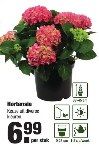 ALDI kwekers TROTS Hortensia aanbieding