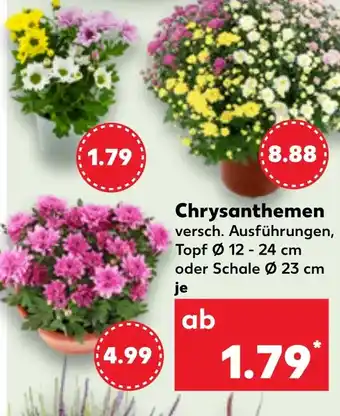 Kaufland DE Chrysanthemen aanbieding