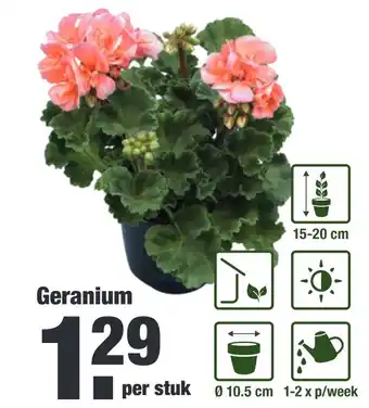 ALDI Geranium aanbieding