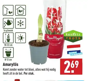 ALDI Amaryllis aanbieding