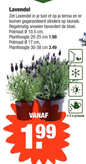 ALDI Lavendel aanbieding