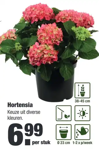 ALDI Hortensia aanbieding