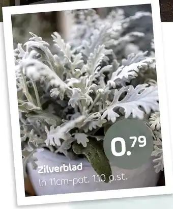 Coppelmans Zilverblad aanbieding