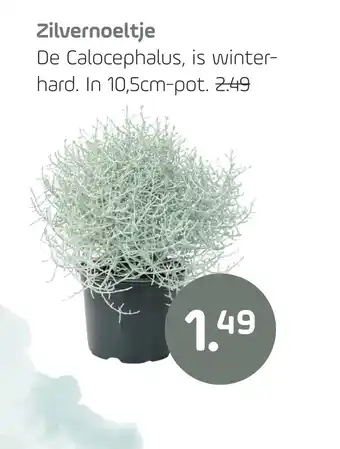 Coppelmans Zilvernoeltje aanbieding