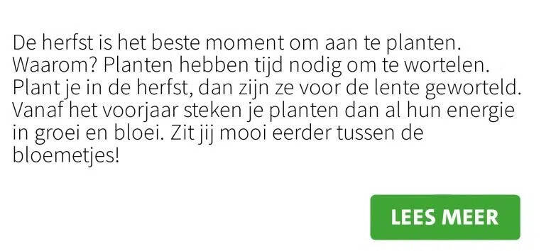 De herfst is het beste moment om aan te planten. Waarom? Planten hebben