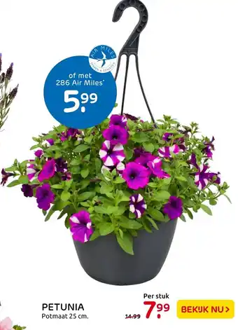 Praxis Petunia aanbieding