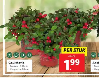 Lidl Gaultheria per stuk aanbieding