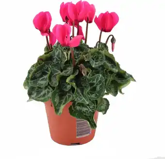 Intratuin Cyclaam (Cyclamen 'Artic Red') D 9 H 15 cm aanbieding