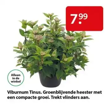 Pets Place Viburnum Tinus aanbieding