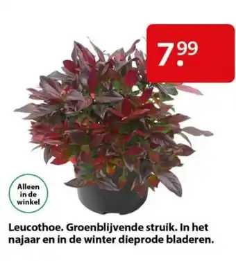 Pets Place Leucothoe aanbieding