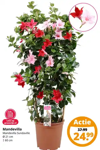 GroenRijk Mandevilla aanbieding