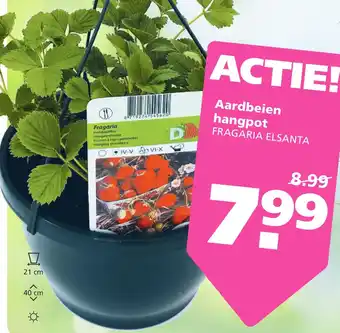 Ranzijn Aardbeien hangpot aanbieding