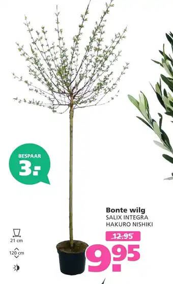 Ranzijn Bonte wilg aanbieding