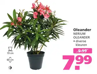 Ranzijn Oleander aanbieding