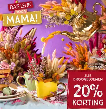 Xenos Alle droogbloemen aanbieding