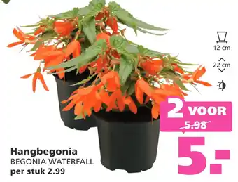 Ranzijn Hangbegonia aanbieding