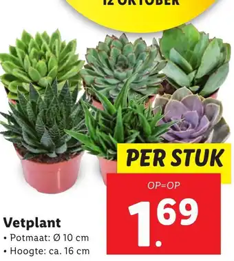 Lidl Vetplant aanbieding