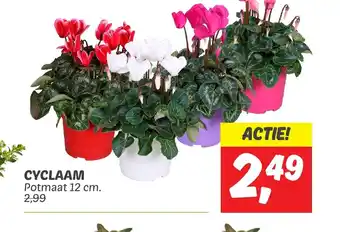 Dekamarkt Cyclaam aanbieding