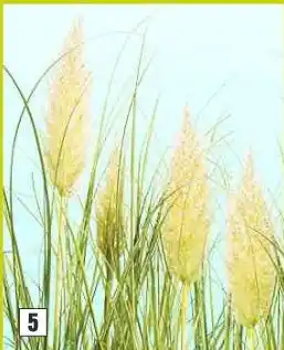 Hornbach Cortaderia selloana "julia" pampasgras aanbieding