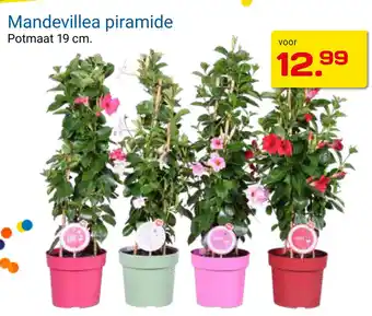 Kluswijs Mandevillea piramide aanbieding