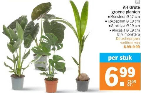 AH Grote groene planten aanbieding bij Albert Heijn