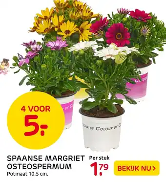 Praxis Spaanse Margriet Osteospermum aanbieding