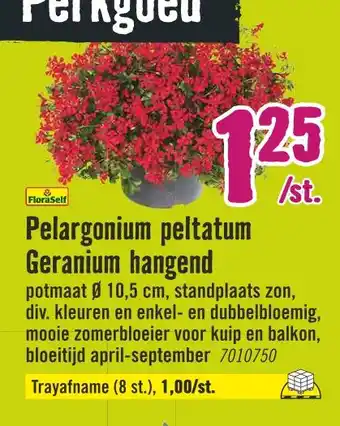 Hornbach FloraSelf Pelargonium peltatum Geranium hangend aanbieding