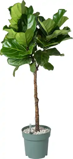 Intratuin Vioolbladplant op stam (Ficus lyrata) D 27 H 140 cm aanbieding