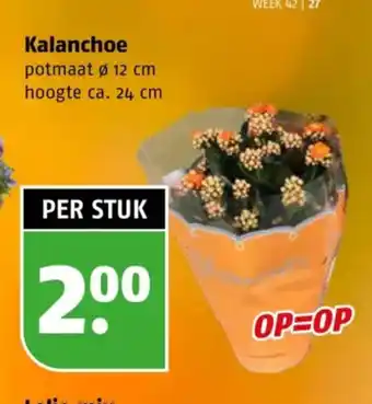 Poiesz Kalanchoe aanbieding