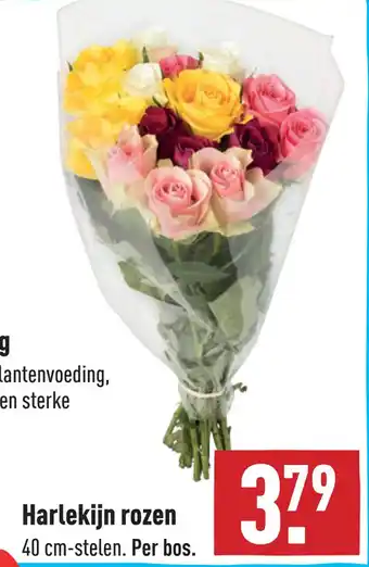 ALDI Harlekijn rozen aanbieding