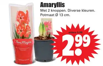 Dirk Amaryllis aanbieding