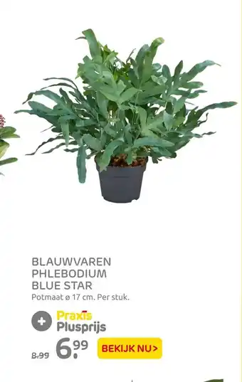 Praxis Blauwvaren Phlebodium Blue Star 17cm aanbieding