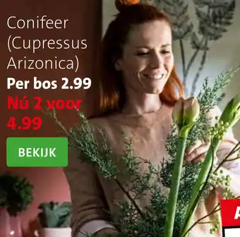 Intratuin Conifeer (Cupressus Arizonica) aanbieding