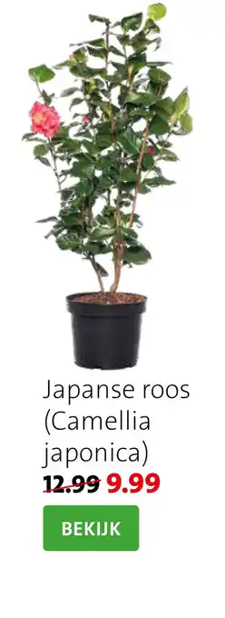 Intratuin Japanse roos (Camellia japonica) aanbieding