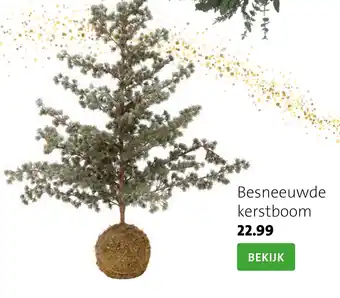 Intratuin Besneeuwde kerstboom aanbieding