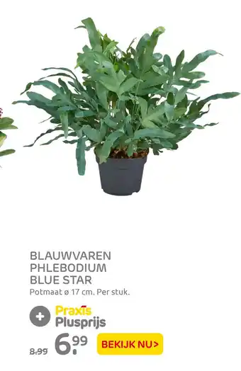 Praxis BLAUWVAREN PHLEBODIUM BLUE STAR aanbieding