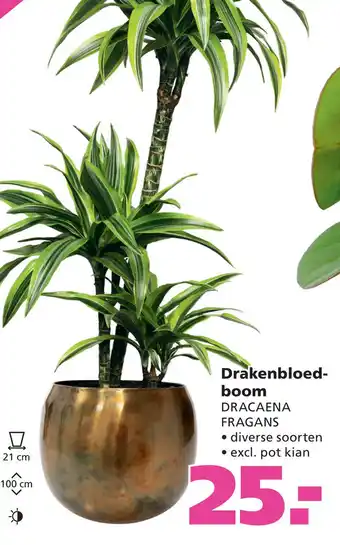 Ranzijn Drakenbloed- boom DRACAENA FRAGANS aanbieding